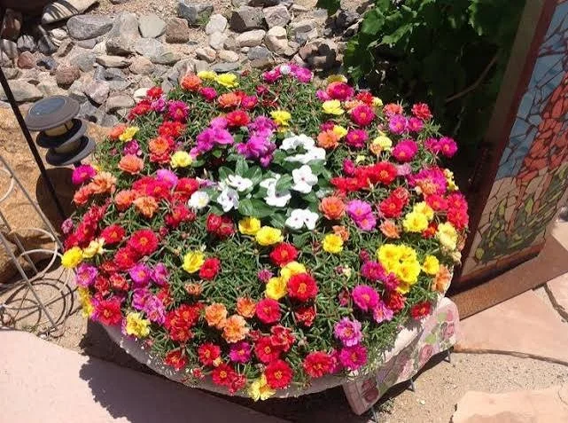 portulaca 5.jpg