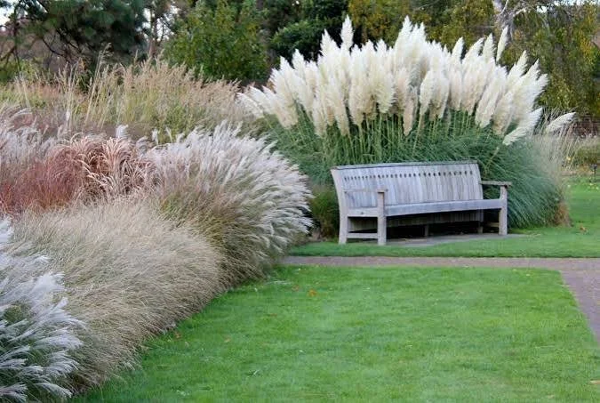 fountain grass 3.jpg