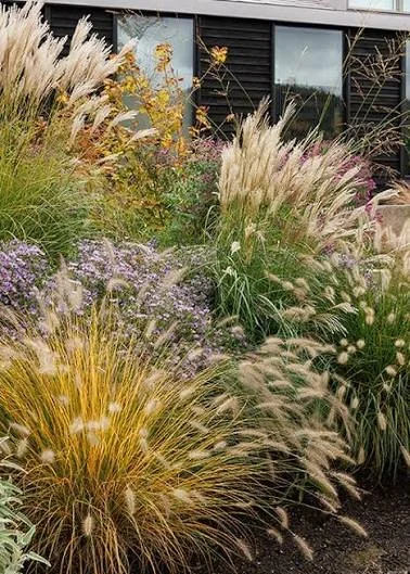 fountain grass 4.jpg