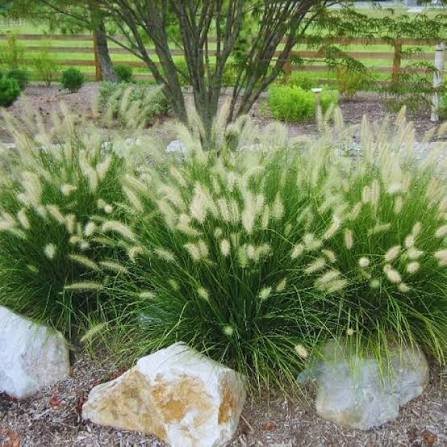 fountain grass.jpg