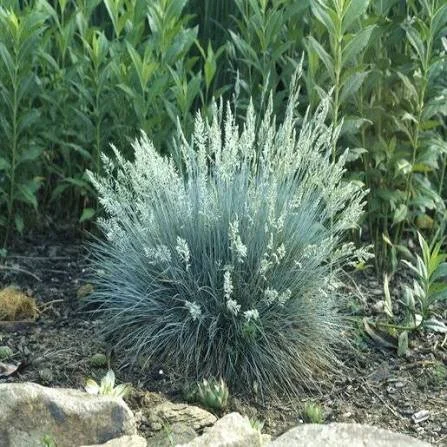 fountain grass2.jpg