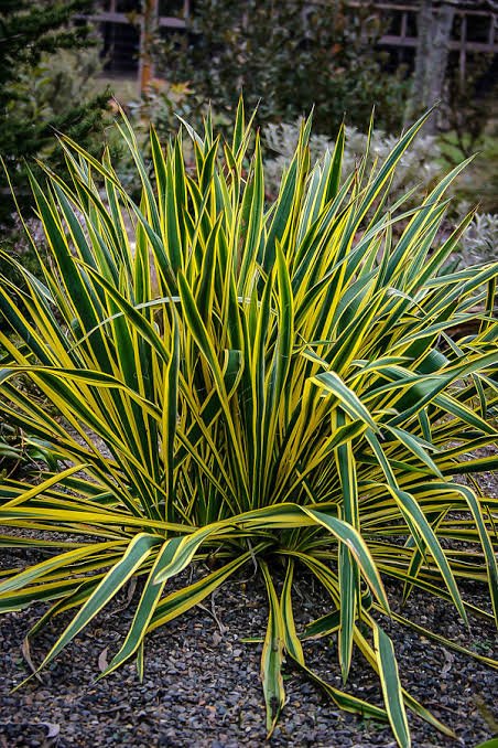 yucca 2.jpg
