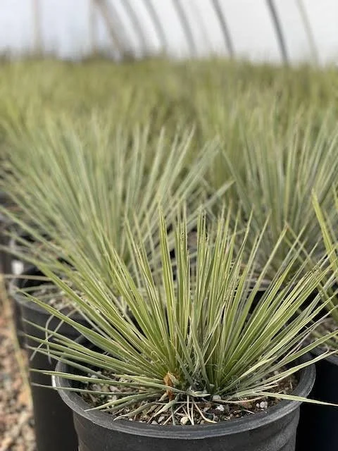 yucca 4.jpg