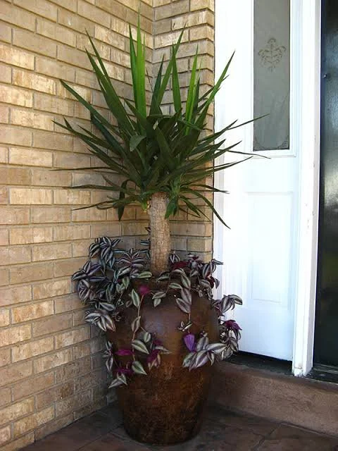 yucca3.jpg
