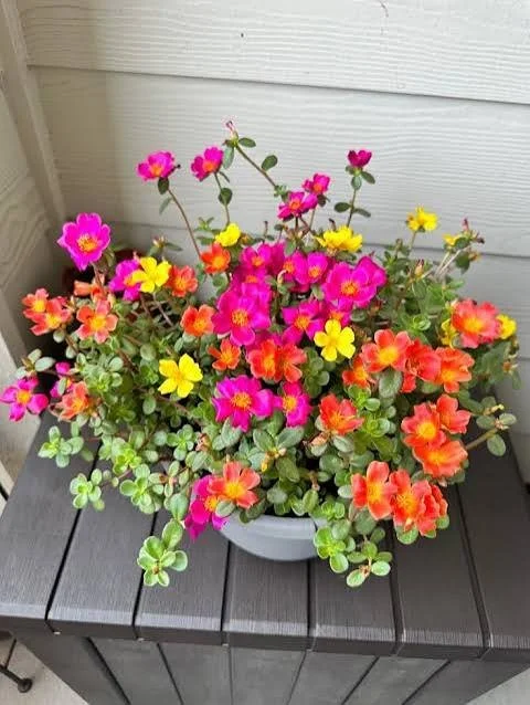 purslane 2.jpg