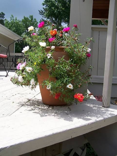 purslane 3.jpg