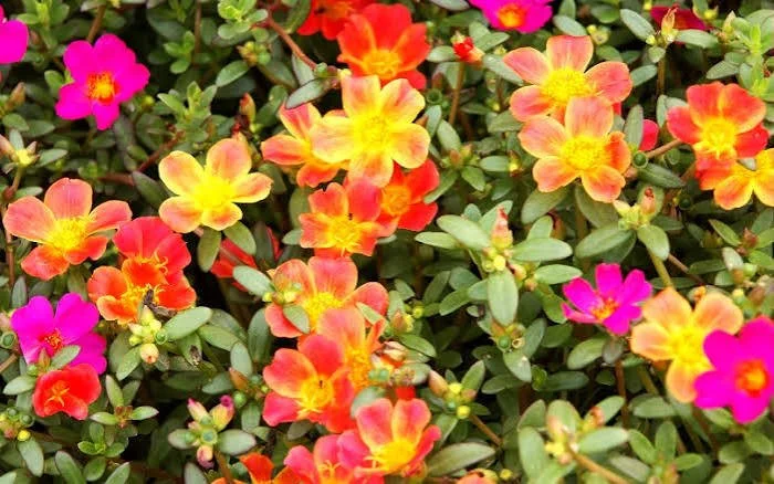 purslane.jpg