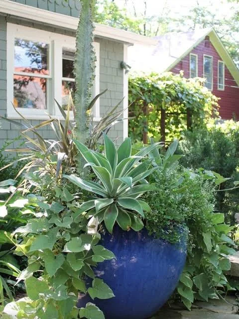 agave 2.jpg