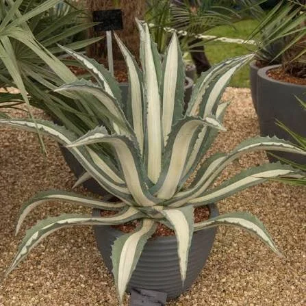 agave 3.jpg