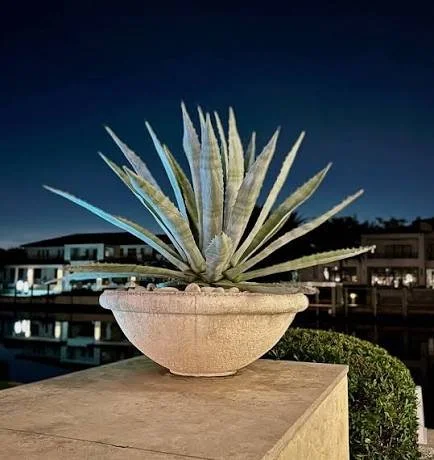 agave 4.jpg