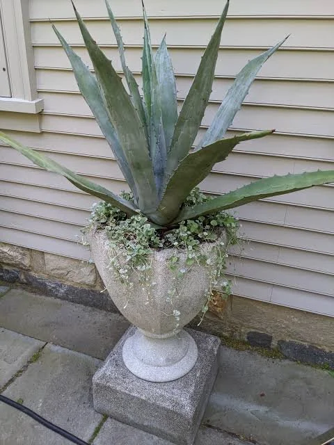 agave.jpg