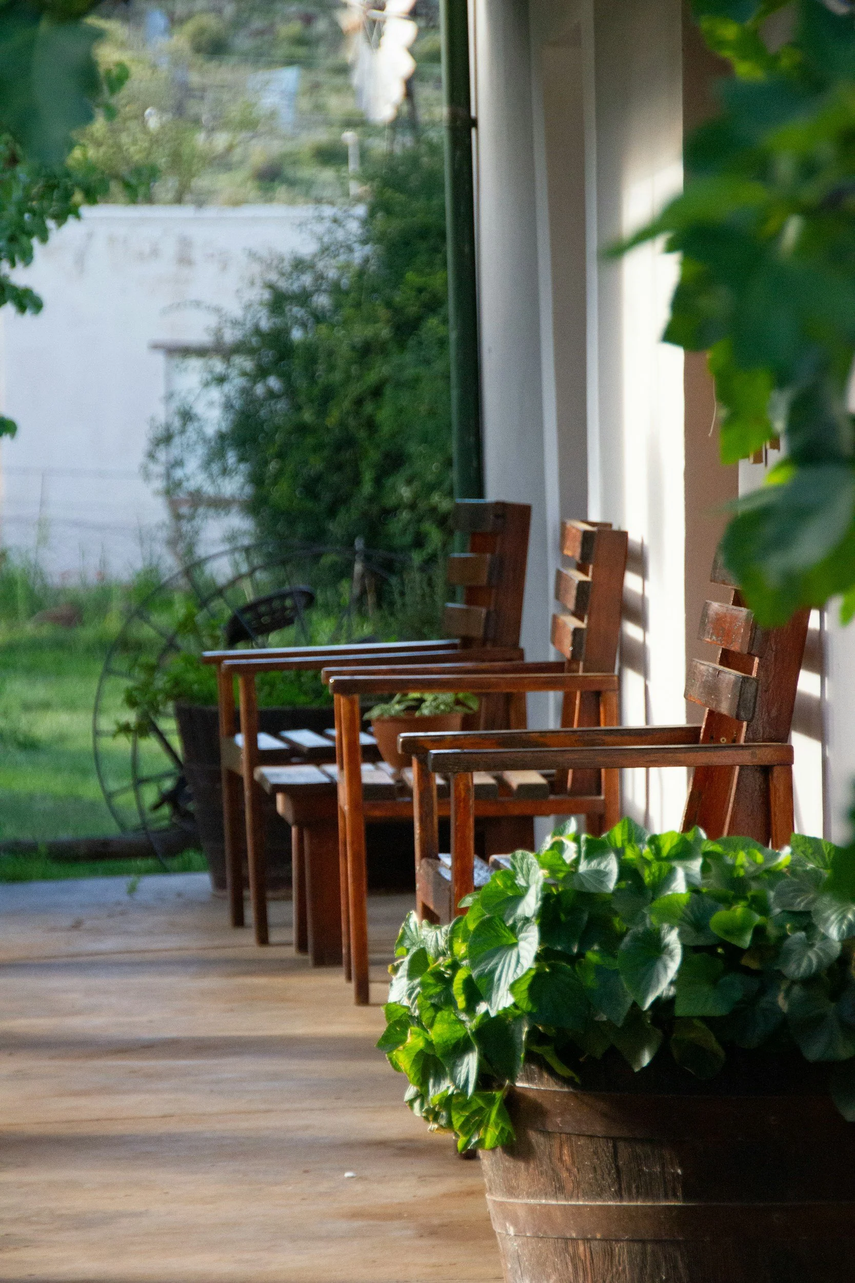 10 Low-Maintenance Patio Plants for Hot Summer Days