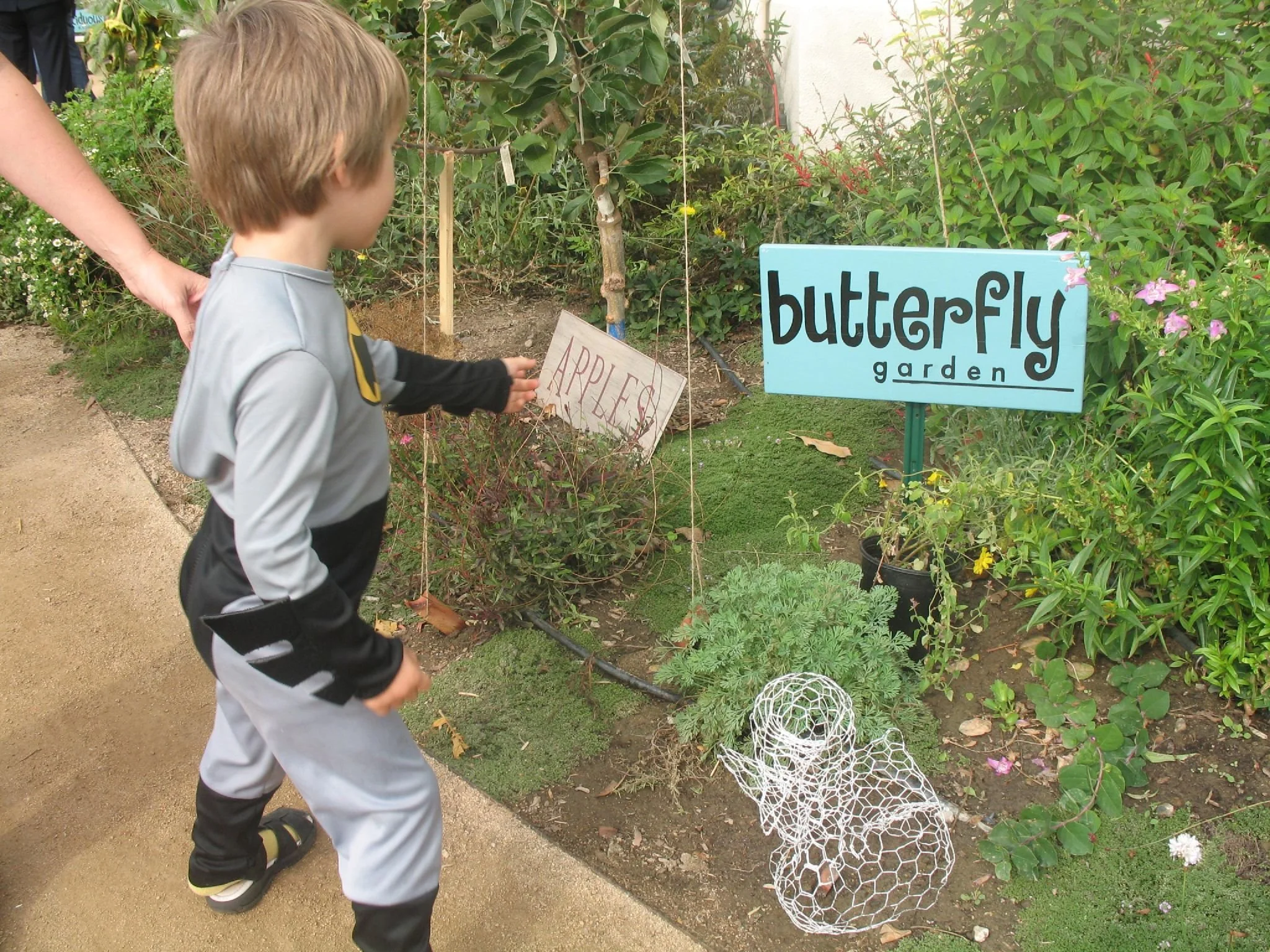 Carthay School Butterfly Garden