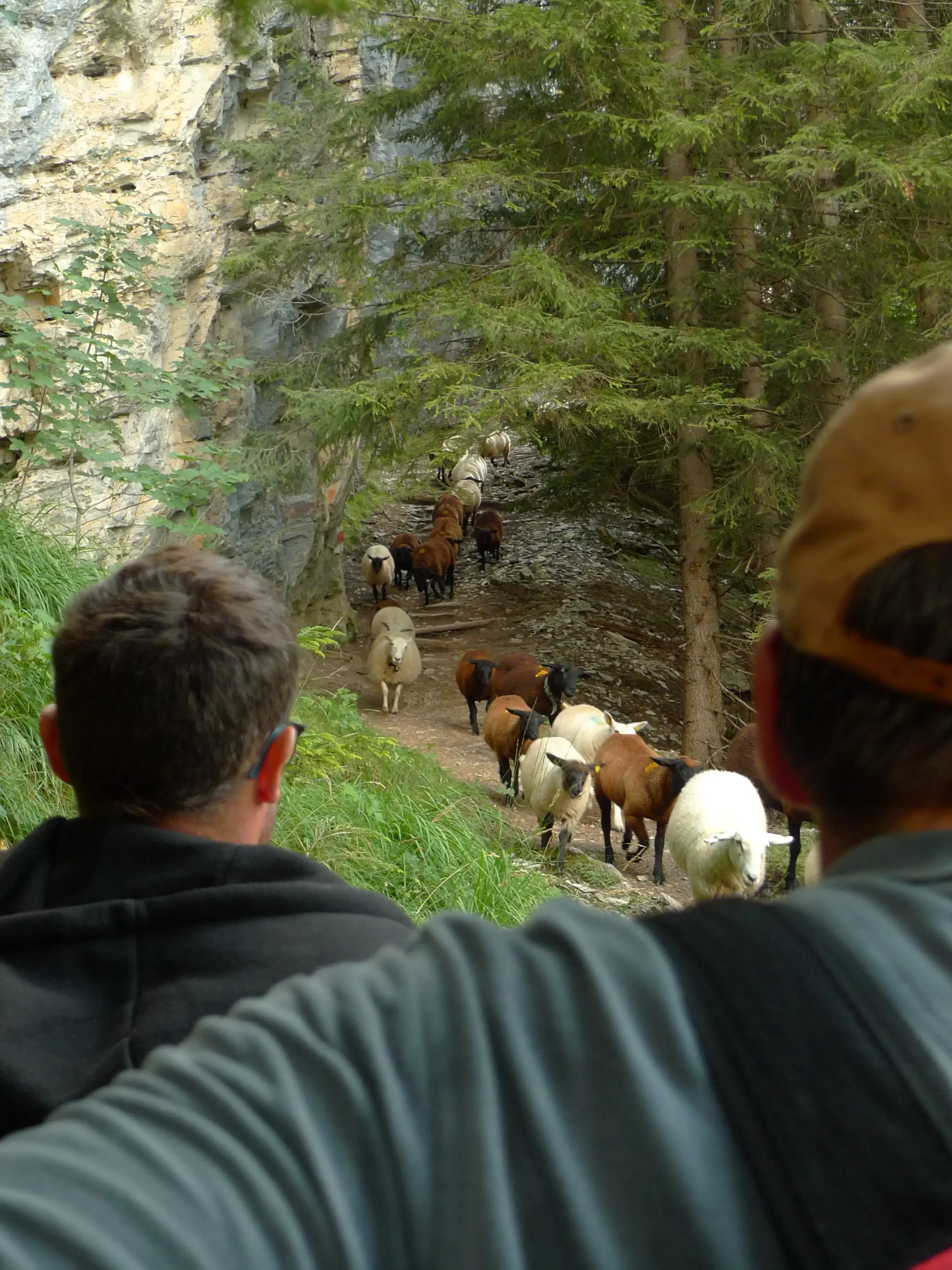 Zwei Männer sitzen in der Natur und beobachten eine Herde von Schafen, die auf einem schmalen Weg durch einen bewaldeten und felsigen Bereich ziehen.