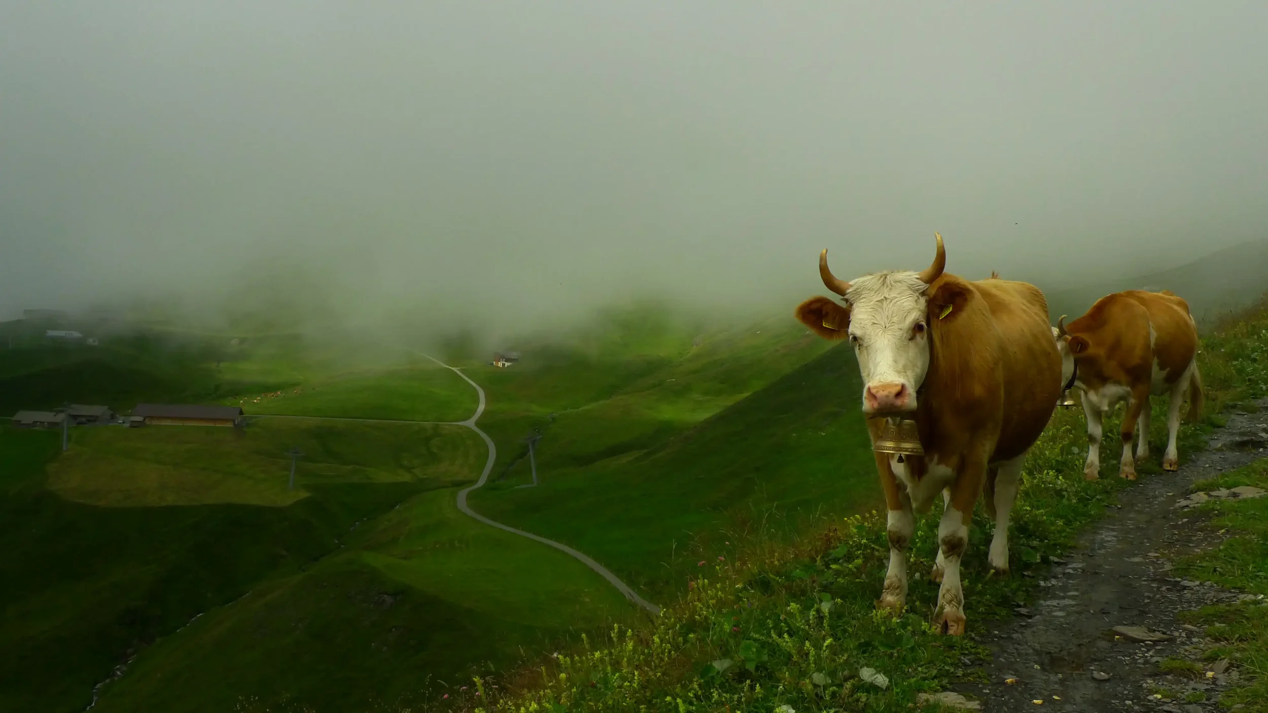 Kühe auf einer Wiese in einer nebligen, grünen Hügellandschaft, mit kleinen Gebäuden und einer gewundenen Straße im Hintergrund.