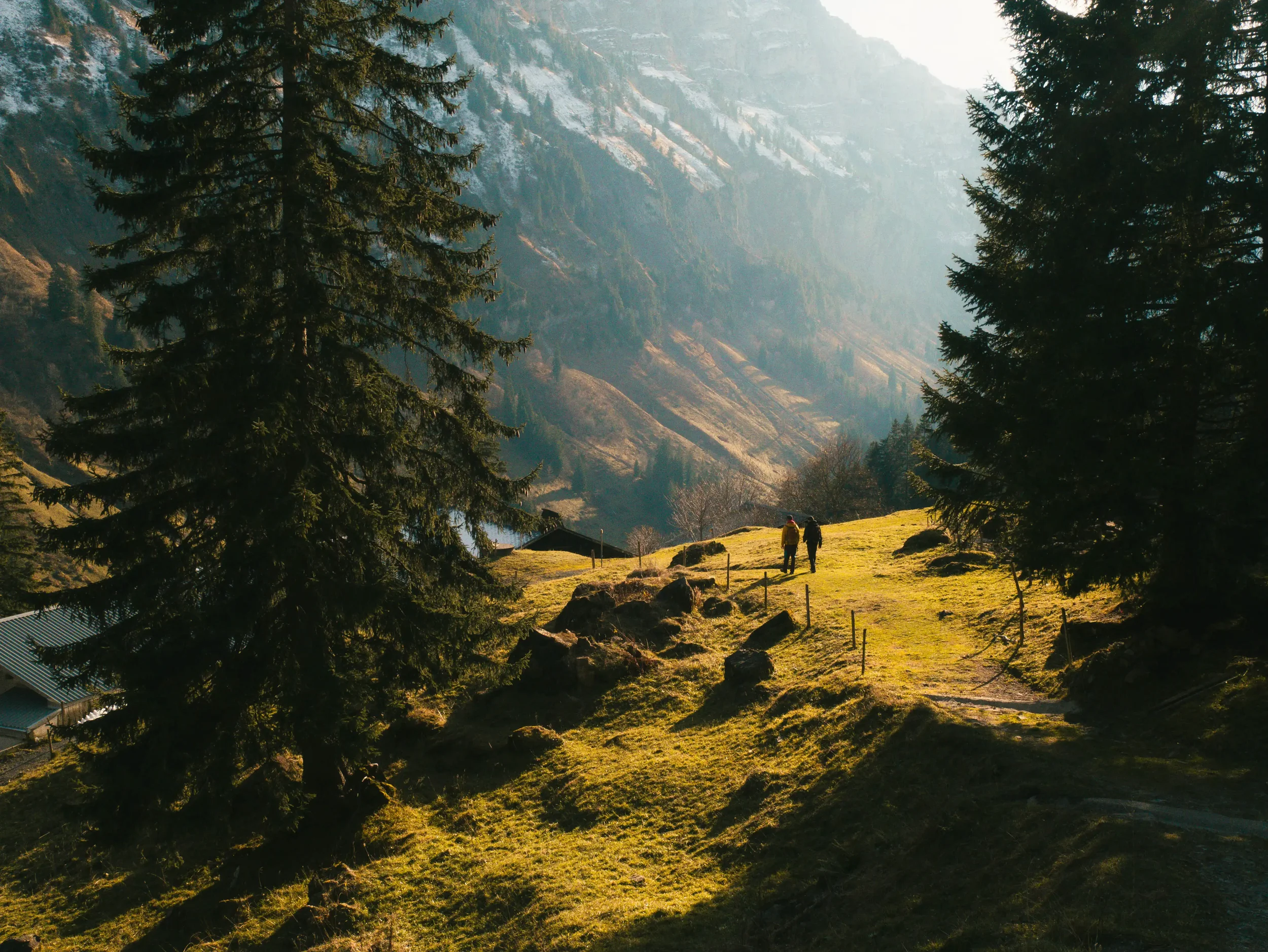 Zwei Wanderer gehen auf einem sonnigen Hügel mit großen Tannenbäumen und Bergen im Hintergrund in den Bergen.