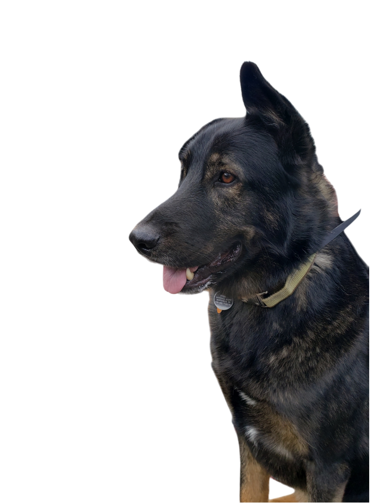 Profile of a black and tan dog with pointed ears, wearing a collar, looking to the left, with its tongue slightly out, against a black background.
