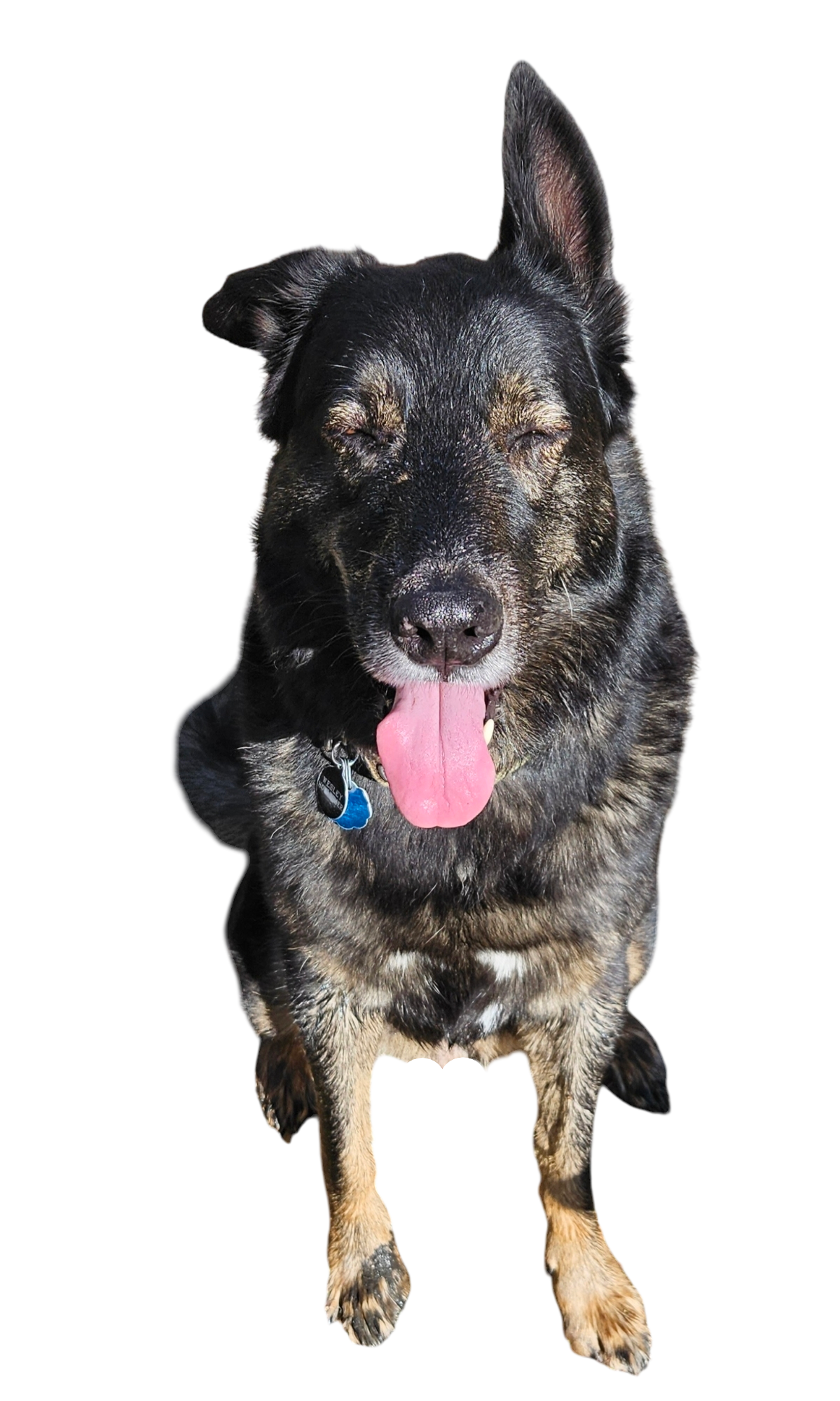 A happy black and brown dog with its tongue out and eyes closed, standing on a white background.