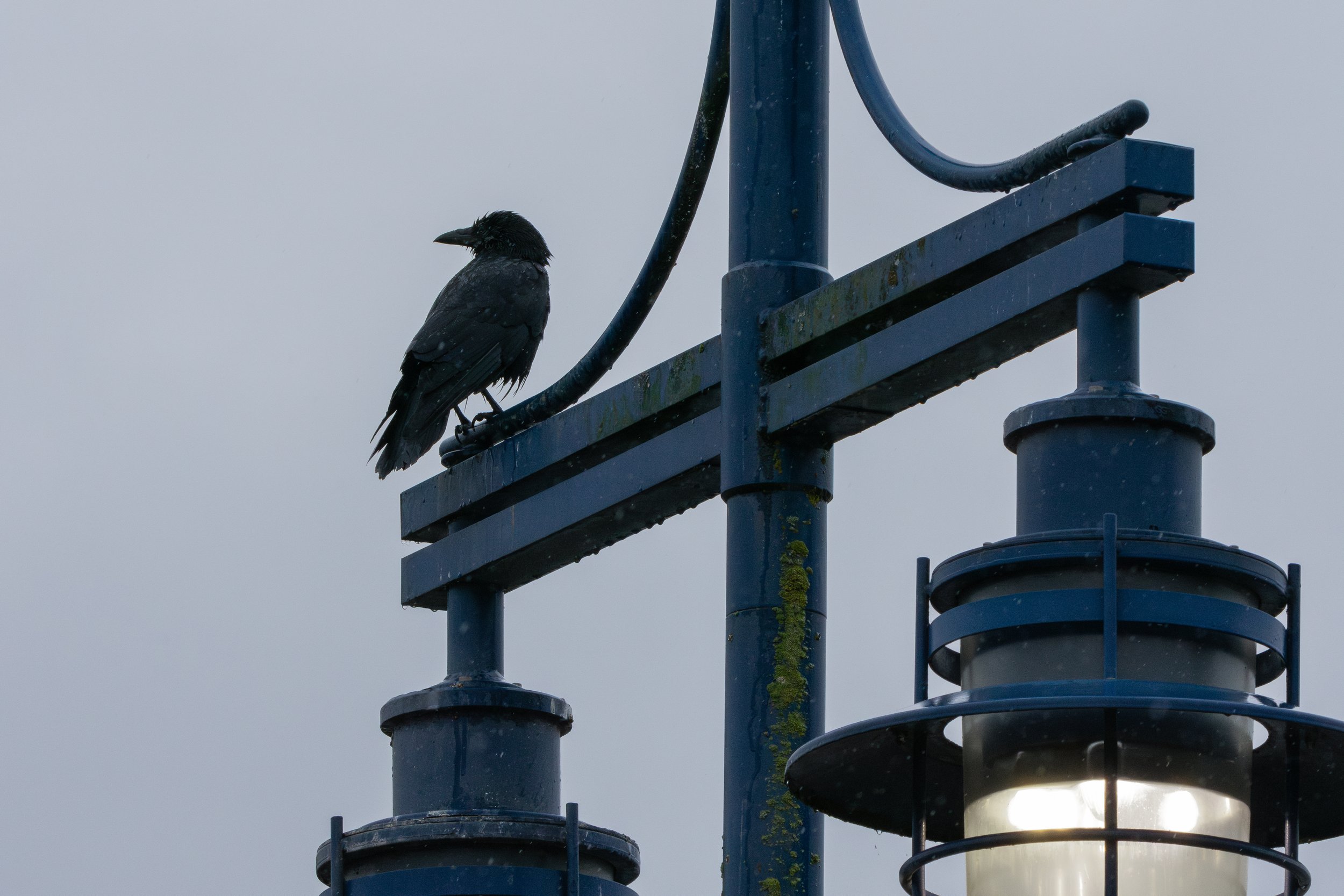 A black crow perched on a blue streetlamp against a cloudy sky.