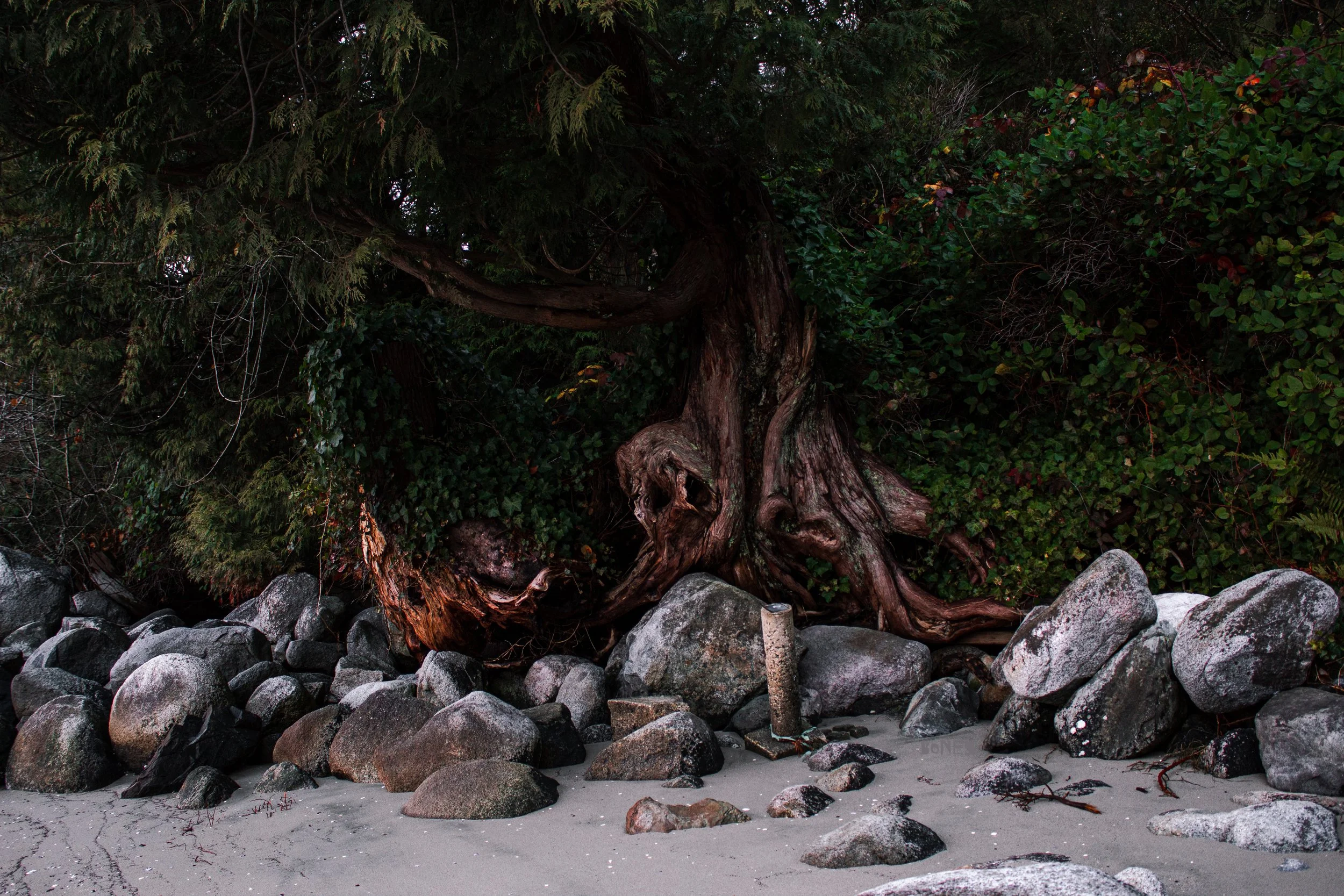 Tree roots and greenery growing along a rocky beach with sand in the foreground.