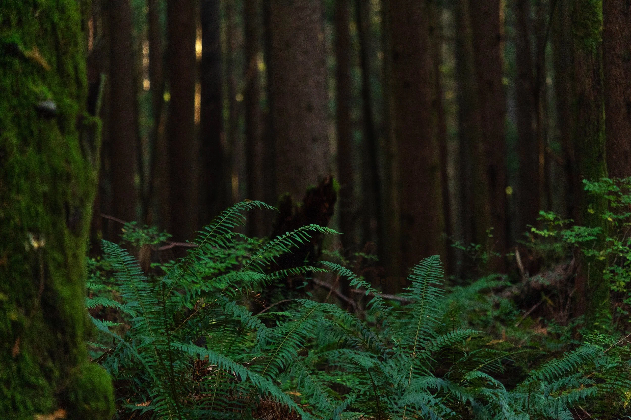 Dense forest with tall trees and green ferns on the forest floor.