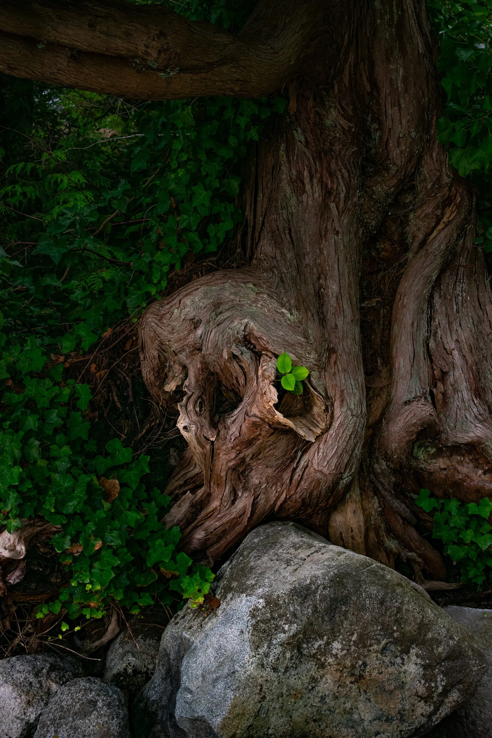 Close-up of a large, twisted tree trunk with green ivy and a few small green leaves growing on it, surrounded by rocks and darker foliage.