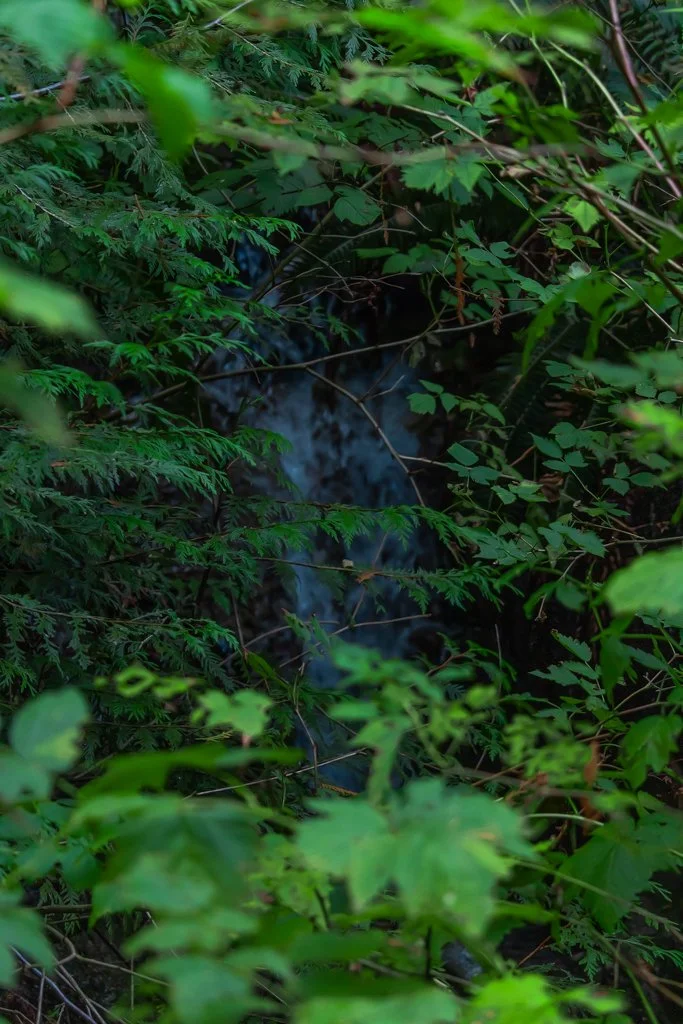 Dense green foliage with a small waterfall or stream partially visible in the middle of a forest.