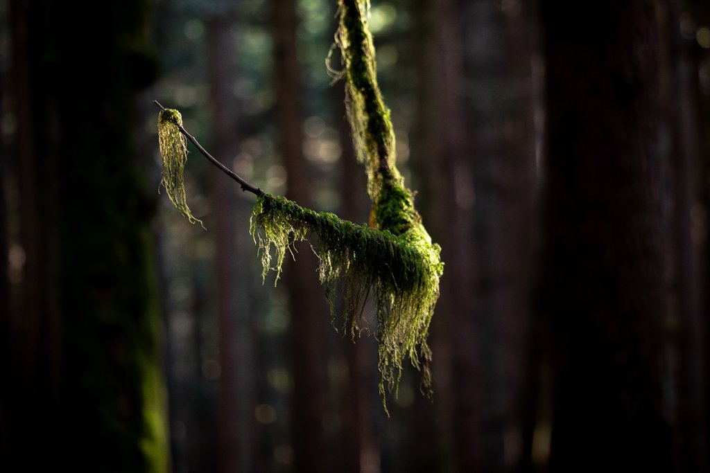 A moss-covered branch hanging in a dimly lit forest with blurred trees in the background.