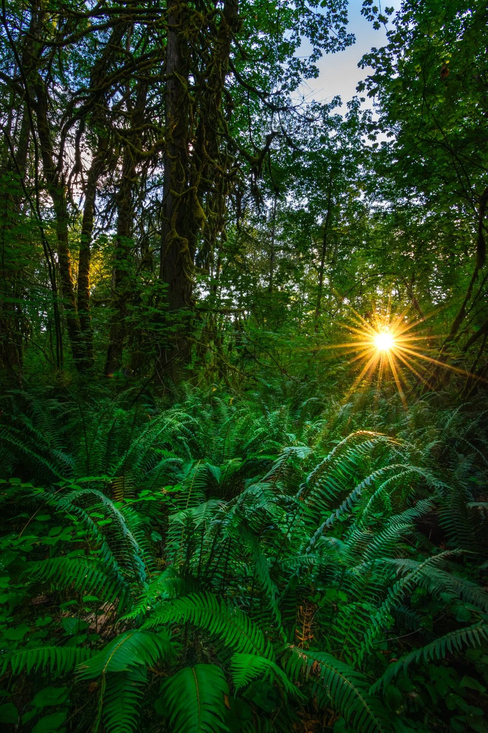 Sun shining through a dense forest with tall trees and lush green ferns on the forest floor.