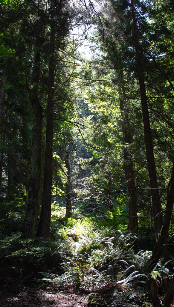 Dense forest with tall trees, green foliage, and sunlight filtering through the canopy.