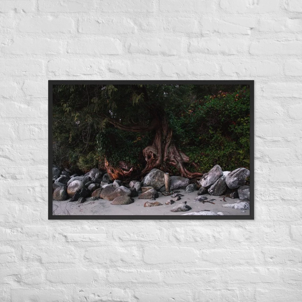 A framed photograph of a large, twisted tree growing among rocks on a beach, with lush green foliage in the background.