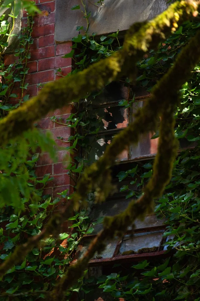 An overgrown brick wall with green vines and moss-covered metal window shutters.