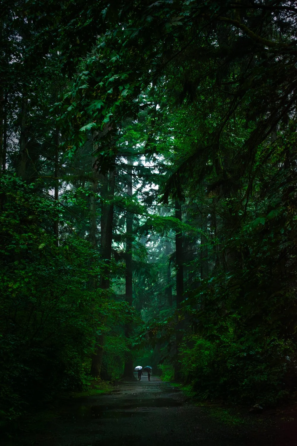 A lush green forest pathway with two people walking under umbrellas in the rain.
