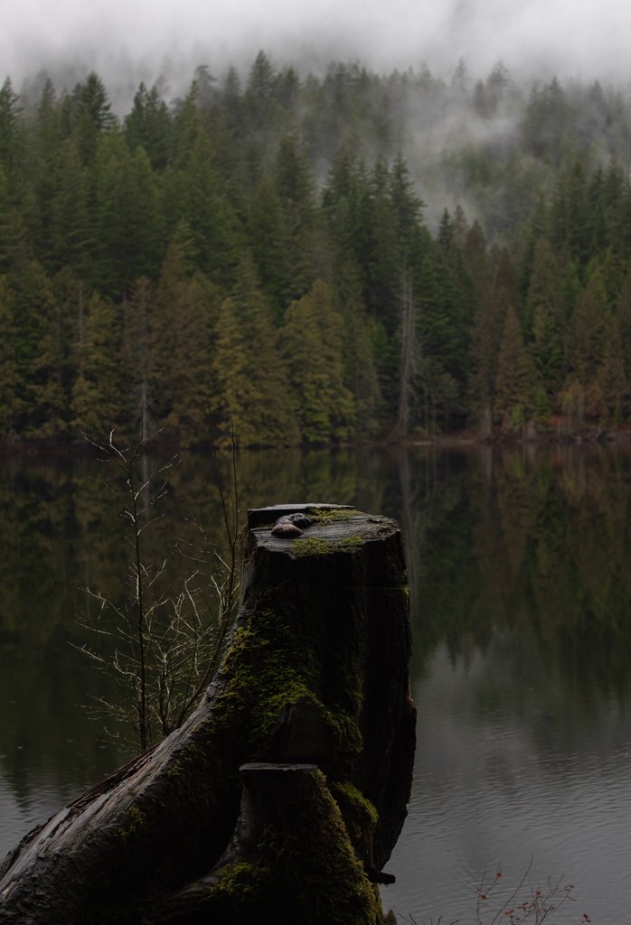 A moss-covered tree stump extending into a calm lake, surrounded by a dense forest with fog covering the treetops.