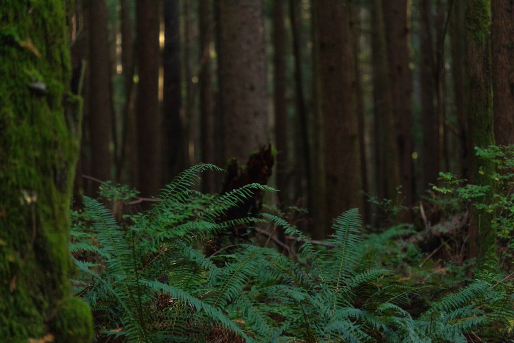 Dense forest scene with ferns and tall trees, some moss on tree trunks, dappled sunlight filtering through the foliage.