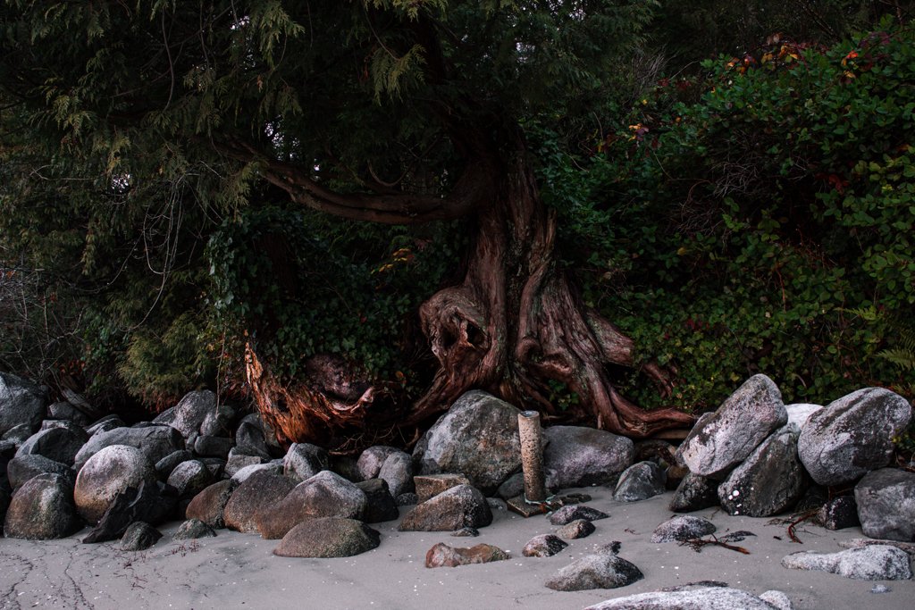 A large twisted tree growing among rocks and sandy ground at a beach or riverside.