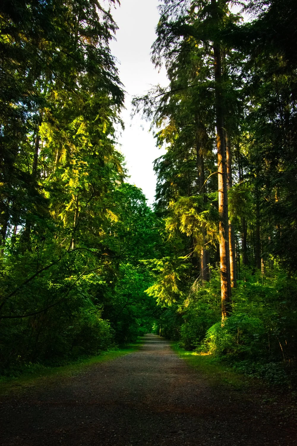 A dirt trail through a dense forest with tall trees and green foliage, illuminated by sunlight.