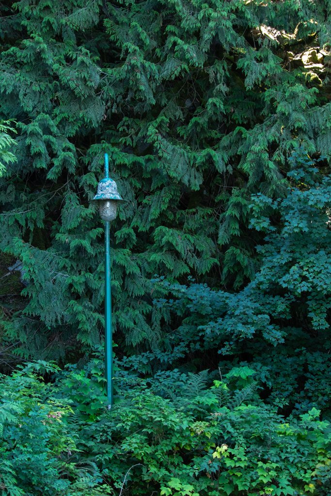 A rusted, old-fashioned lamp post with a bell-shaped top, standing among dense green trees and bushes.