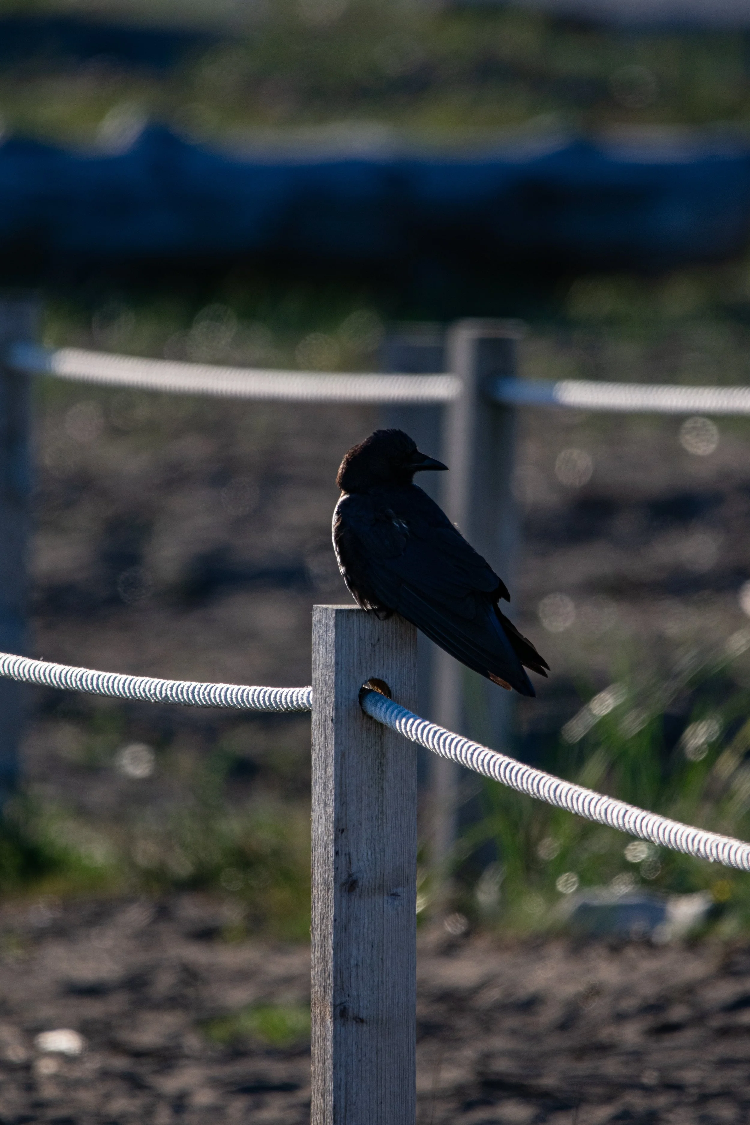Crow sitting on fence post.JPG