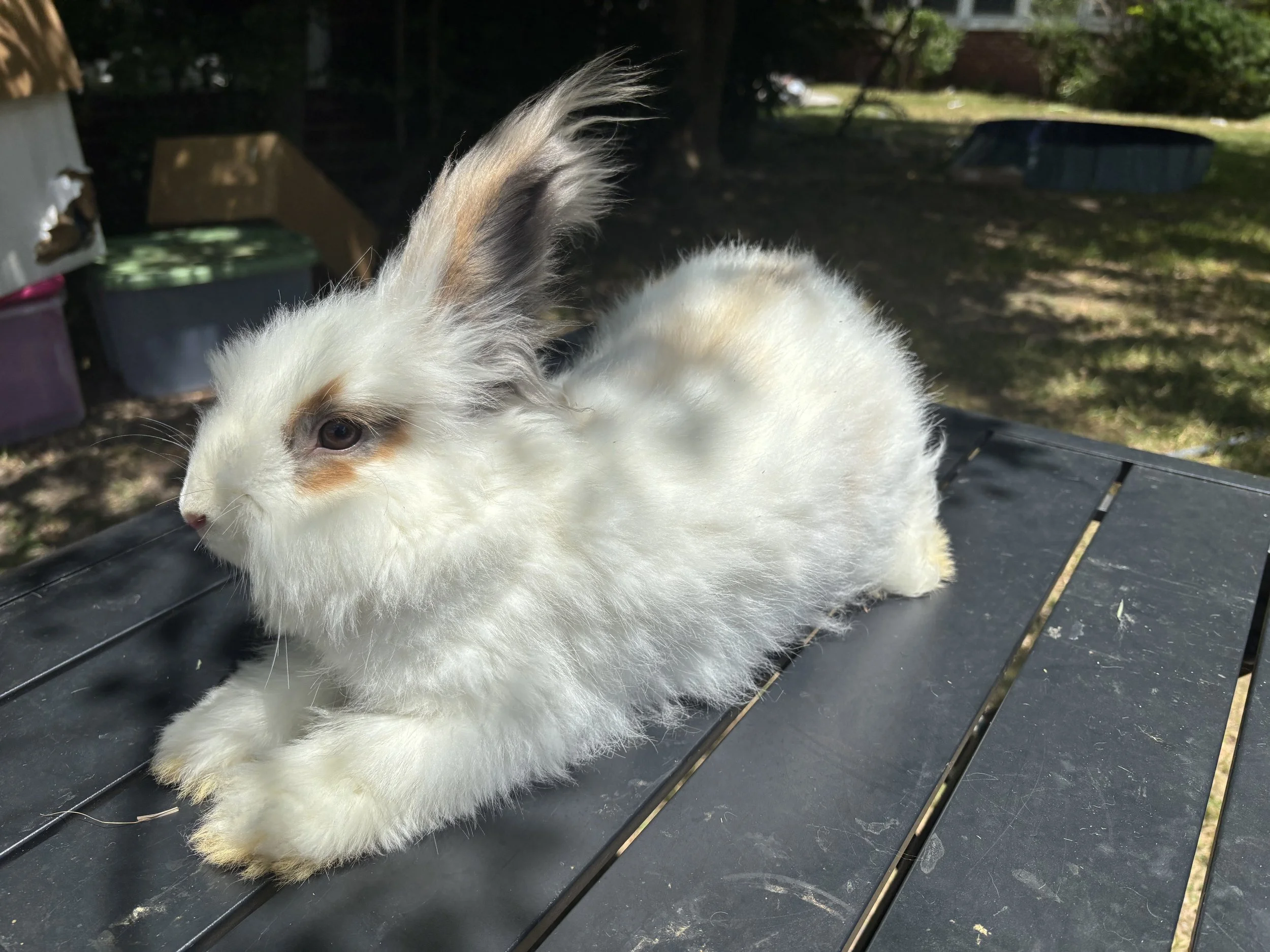 Female #1 White English Angora Bunny for Sale in Alabama