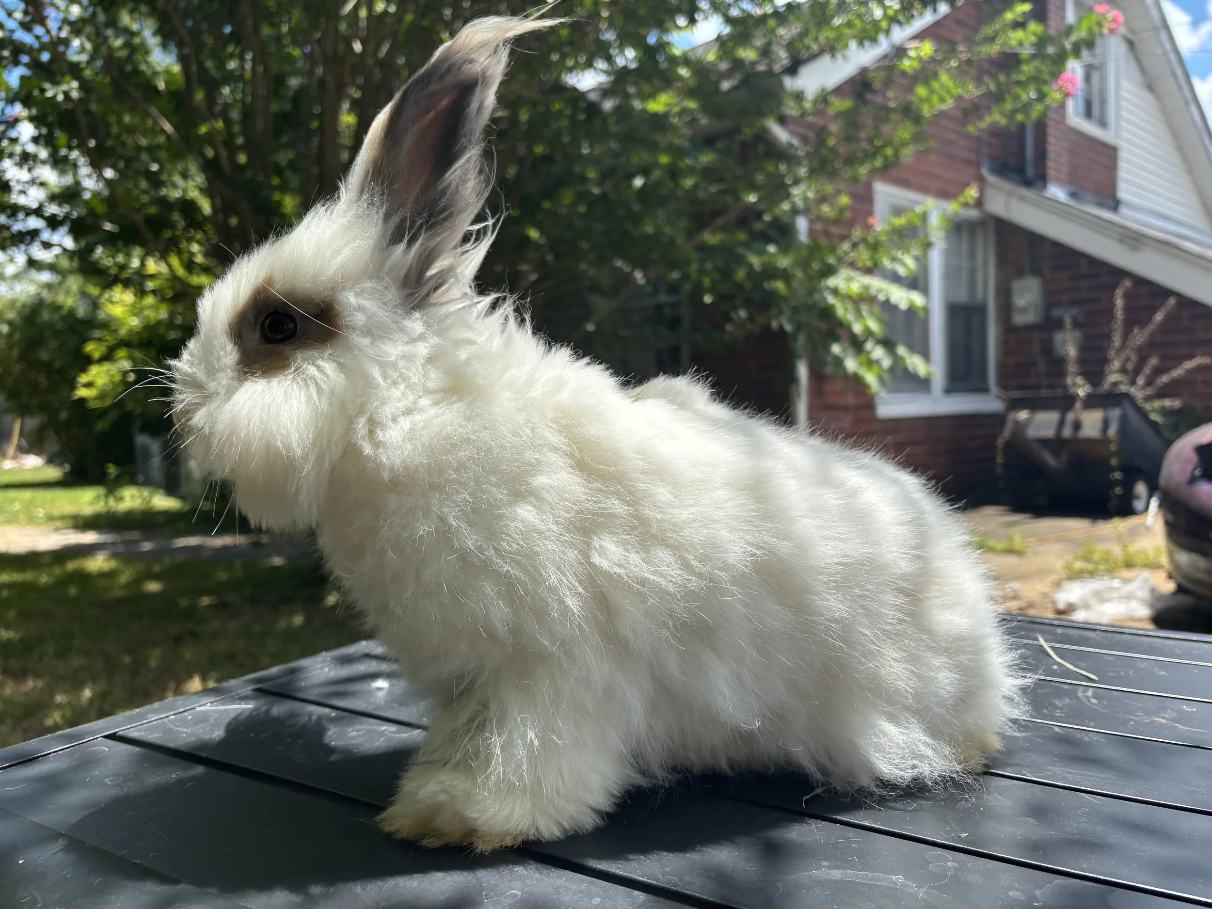 Female #2 White English Angora Bunny for Sale in Alabama