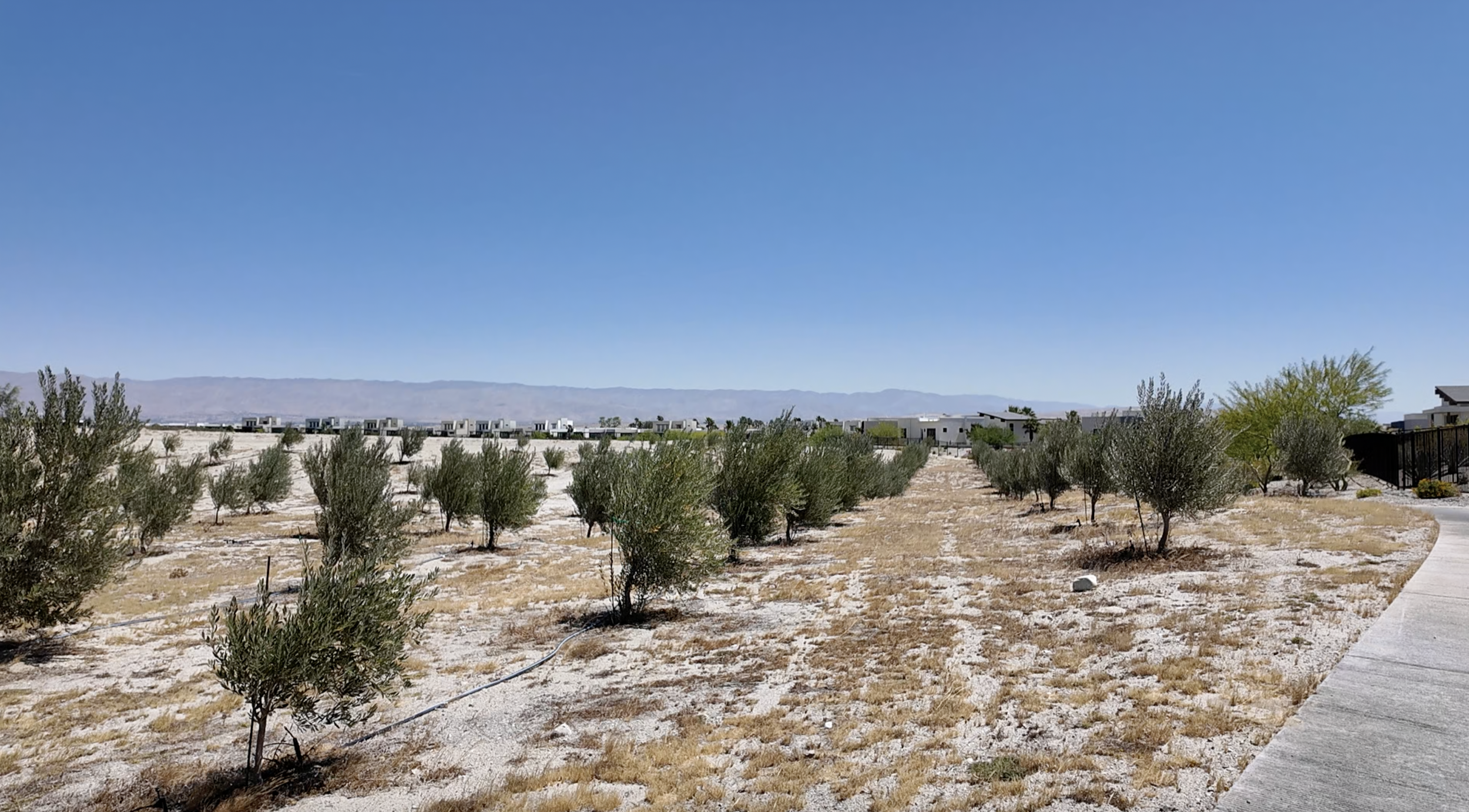 Miralon Olive Trees.png