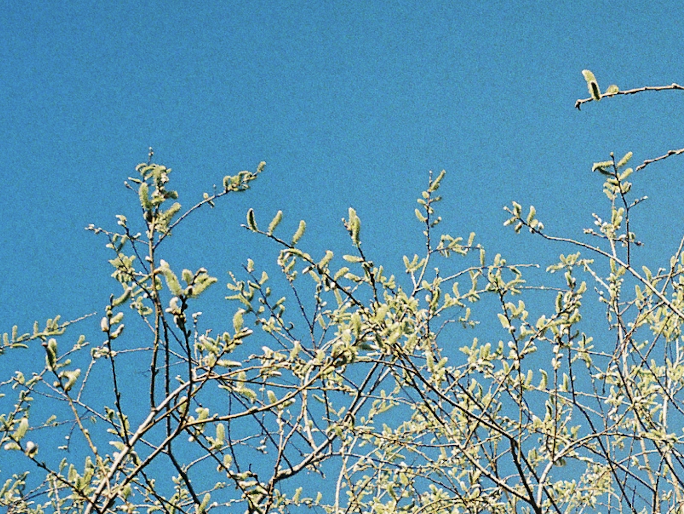 Screenshot 2025-04-17 at 11.05.11 AM.png