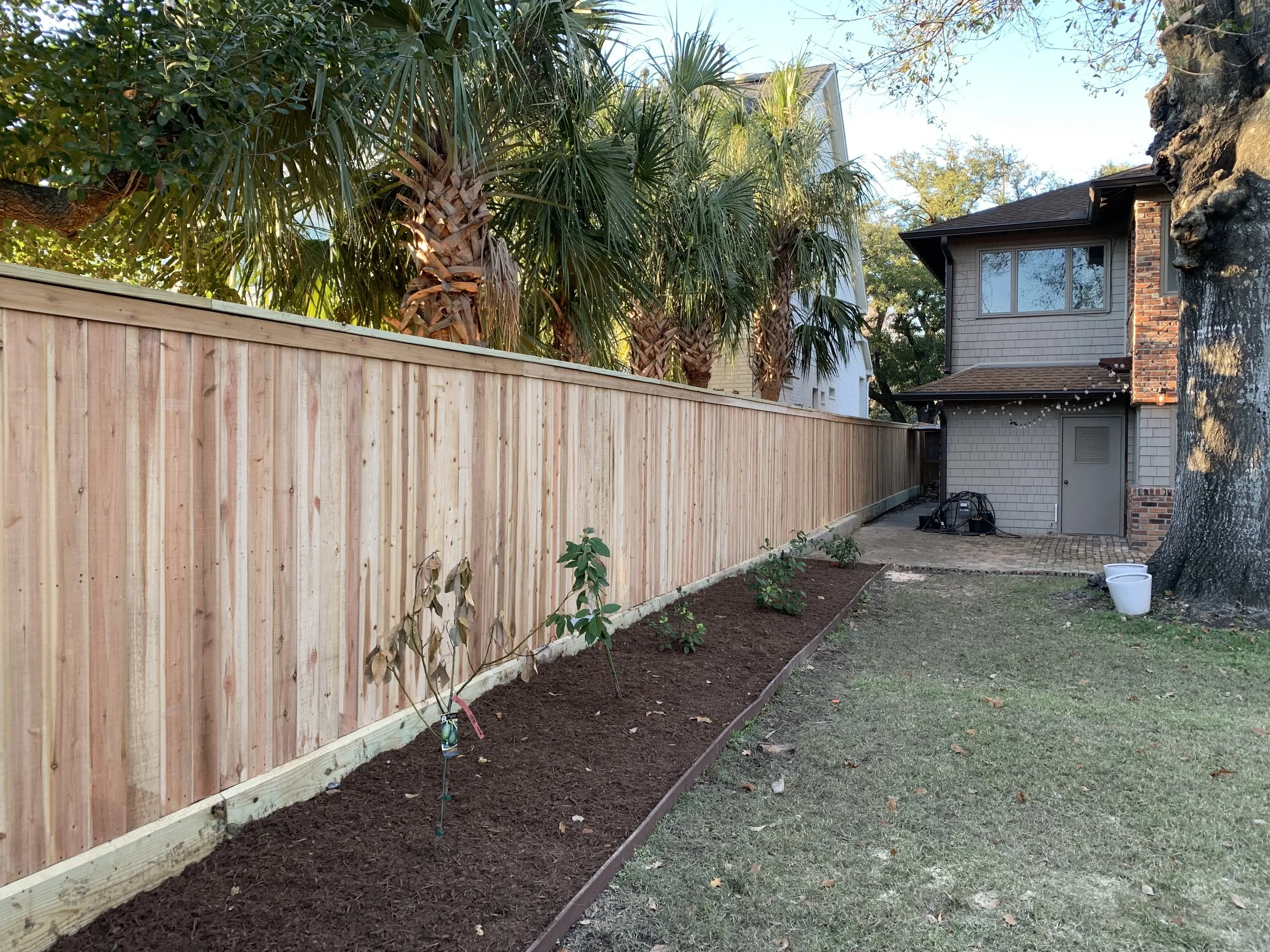 A backyard with a new wooden fence, small planted bushes along the fence, palm trees behind the fence, and a two-story house with a brick chimney on the right. There are some white buckets, gardening tools, and string lights near the house.