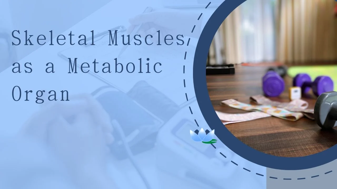 How Strength Improves Insulin Sensitivity