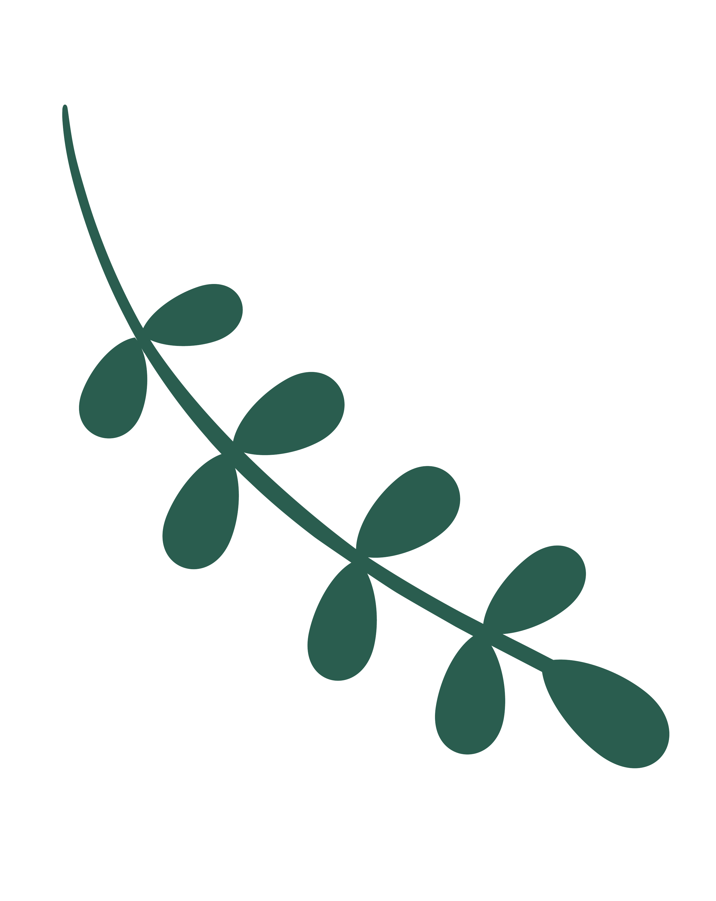 A simple illustration of a plant stem with oval-shaped leaves along the side.