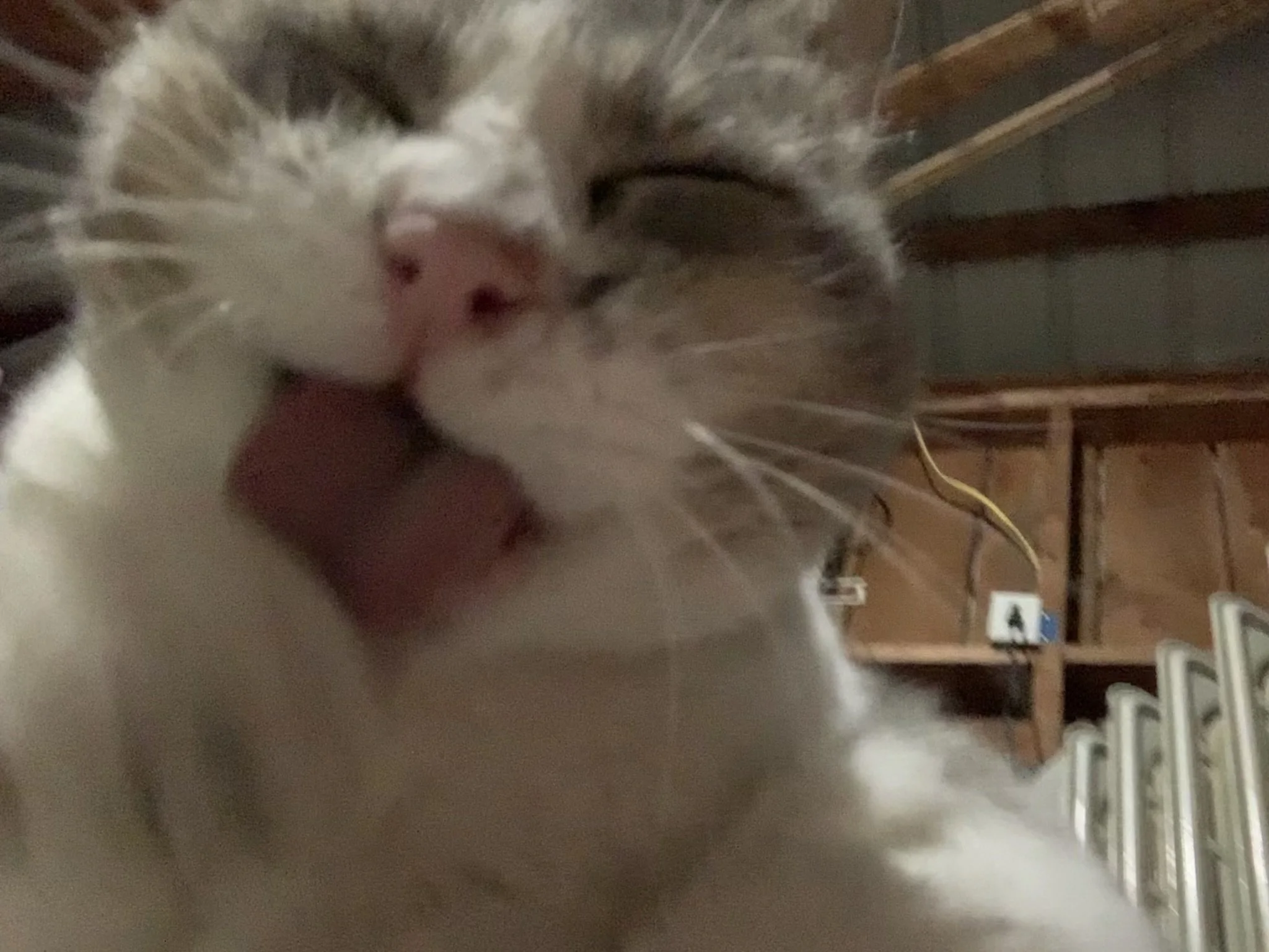 Click the photo to watch Bertie (Albert) in action as he gives himself a good grooming!