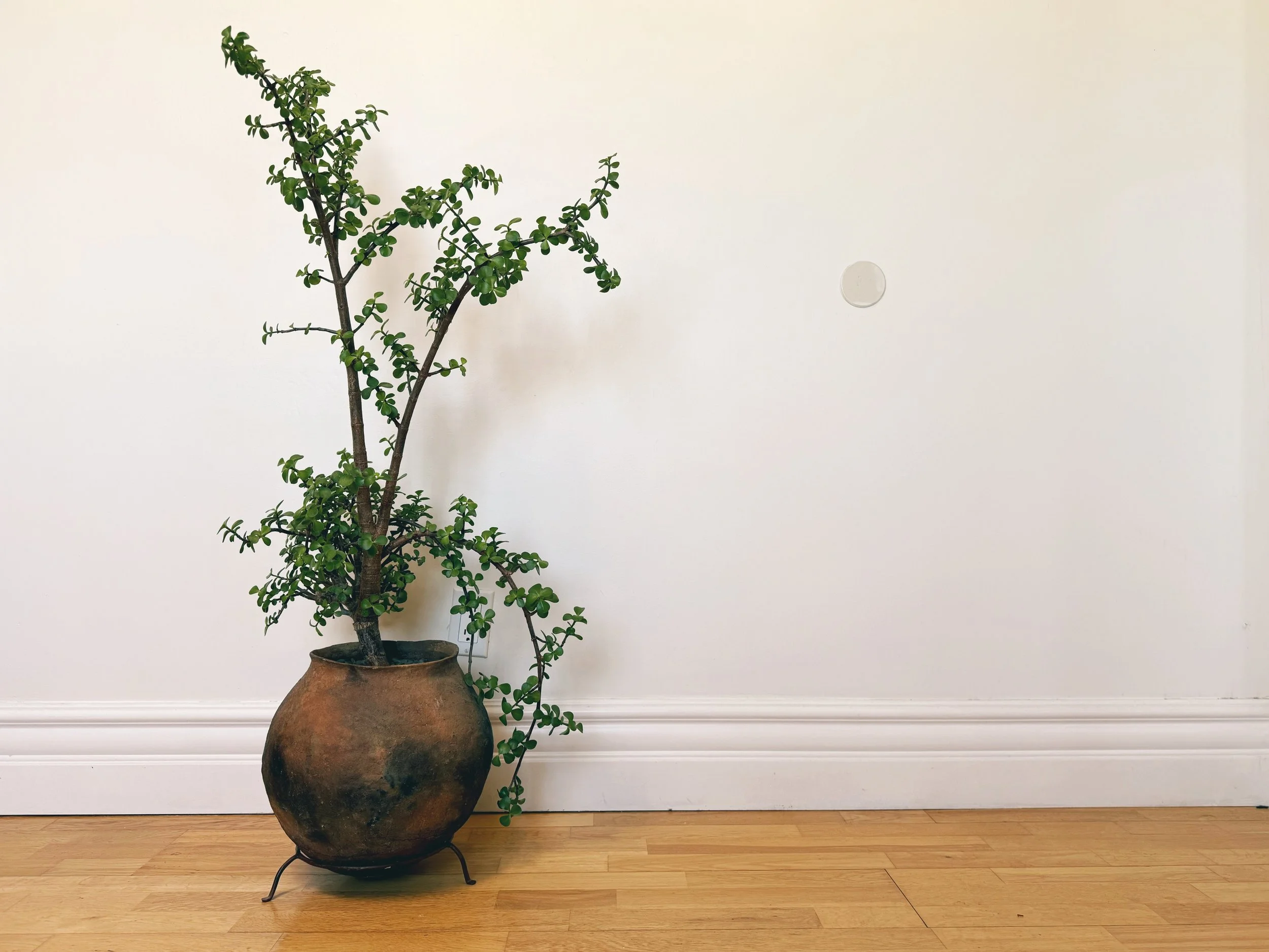 Dwarf Jade + Vintage Stoneware