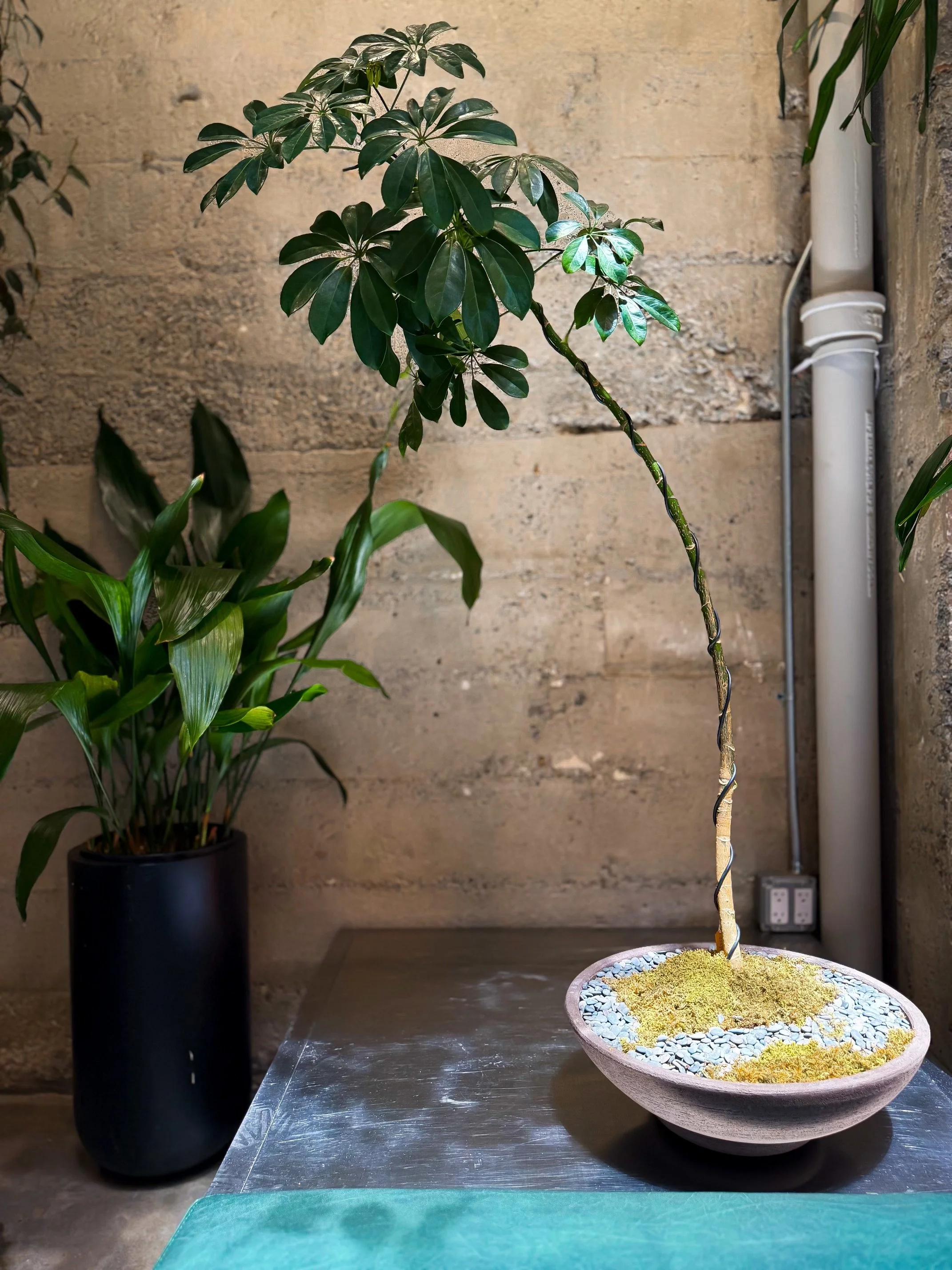Single Stem Schefflera