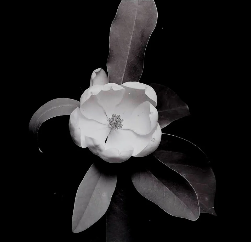 Magnolia.04 1-edited.jpg